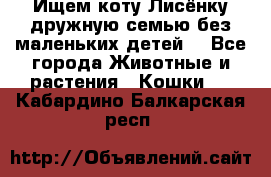 Ищем коту Лисёнку дружную семью без маленьких детей  - Все города Животные и растения » Кошки   . Кабардино-Балкарская респ.